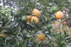 mmmhhhhmmm Appelsiner