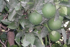 Gin og Tonic?
