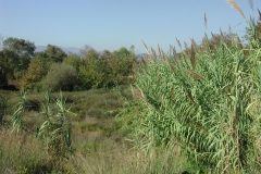 Mere Natur