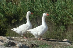 Bevis for at der er gæs på Kreta