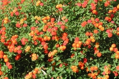 Fine blomster