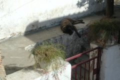 Dovn hund