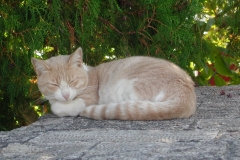 Dovn kat
