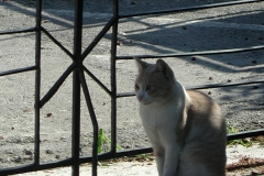 Endnu en kat