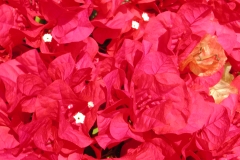 Fine blomster