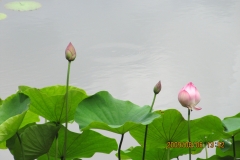 natur