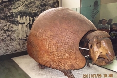 forvokset skildpadde