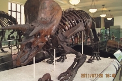 Stort dyr der har levet engang