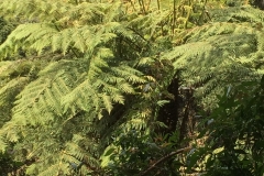 smuk natur