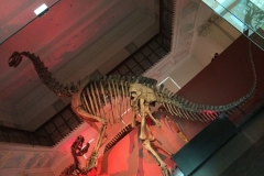 Naturhistorisk muserum