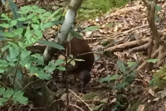 pip pip