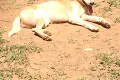 Dingo