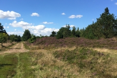 Den jydske hede