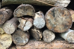 Naturisk kunst