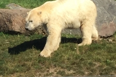 Skandinavisk Dyrepark