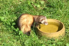 Nuttet