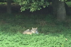 fri natur