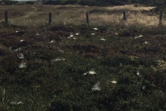 Spindelvæv
