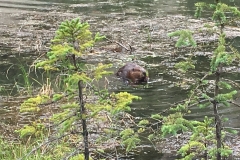 Det fede wildness