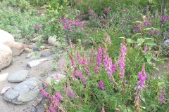 Vildblomster