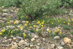 Vildblomster