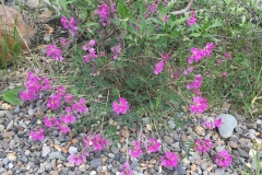 Vildblomster