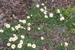 Vildblomster