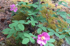 Vildblomster