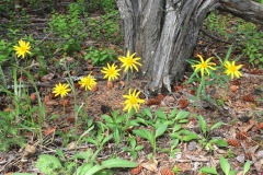 Vildblomster