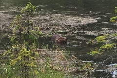 Det fede wildness
