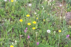 vildblomster