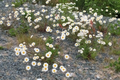 vildblomster