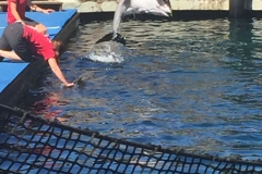 Delfin fra Vancouver akvarium