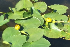 Botanisk have