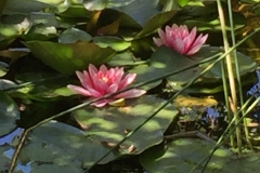 Botanisk have