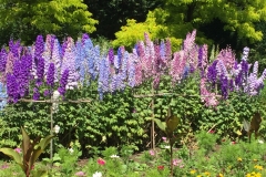 Botanisk have