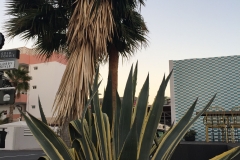 Fed agave
