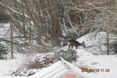 Bambi
