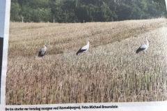 storke Allerød