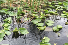 Claud Monet