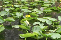 Hæjjjj en blomst