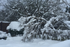 Nattens snefald 22. nov. 2015