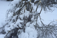 Nattens snefald 22. nov. 2015