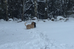 Nattens snefald 22. nov. 2015