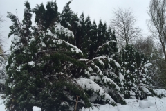 Nattens snefald 22. nov. 2015